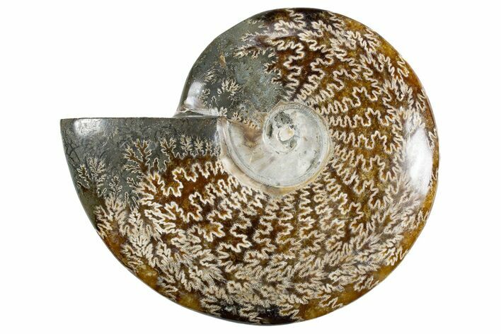 Polished Ammonite (Cleoniceras) Fossil - Madagascar #345556